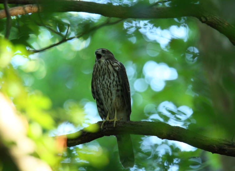 juvenile Cooper's hawk Accipiter cooperii being noisy