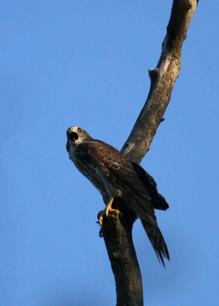 juvenile Cooper's hawk Accipiter cooperii calling from nice perch