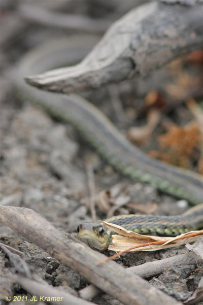 eastern garter snake Thamnophis sirtalis sirtalis from Baker Wetlands, by Jim Kramer