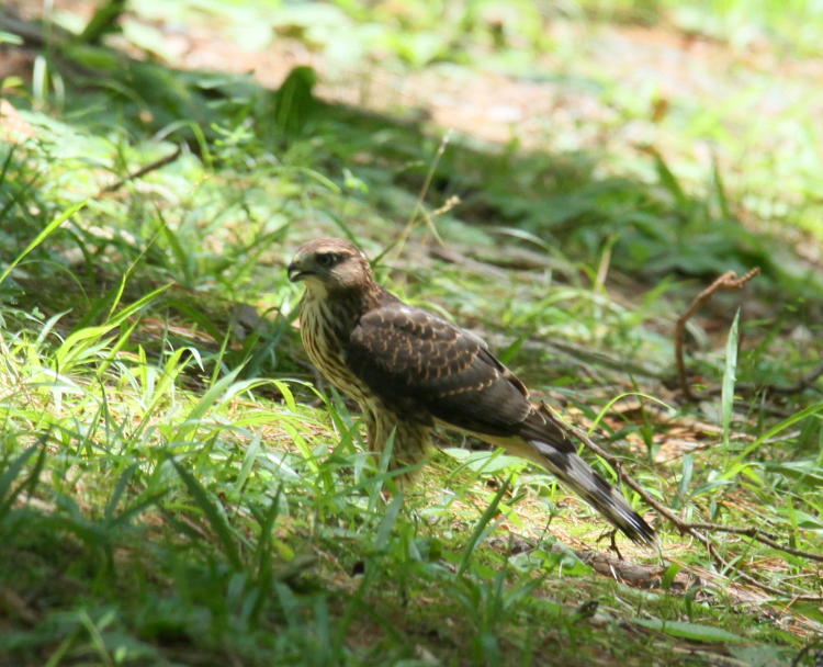 juvenile Cooper's hawk Accipiter cooperii on ground looking for leftover food