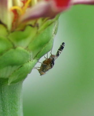 unidentified flying insect on base of flower from previous image