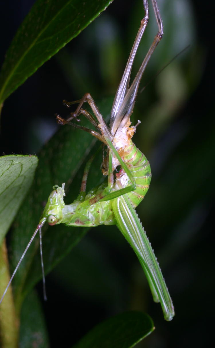 early instar katydid emerging from molted exoskeleton