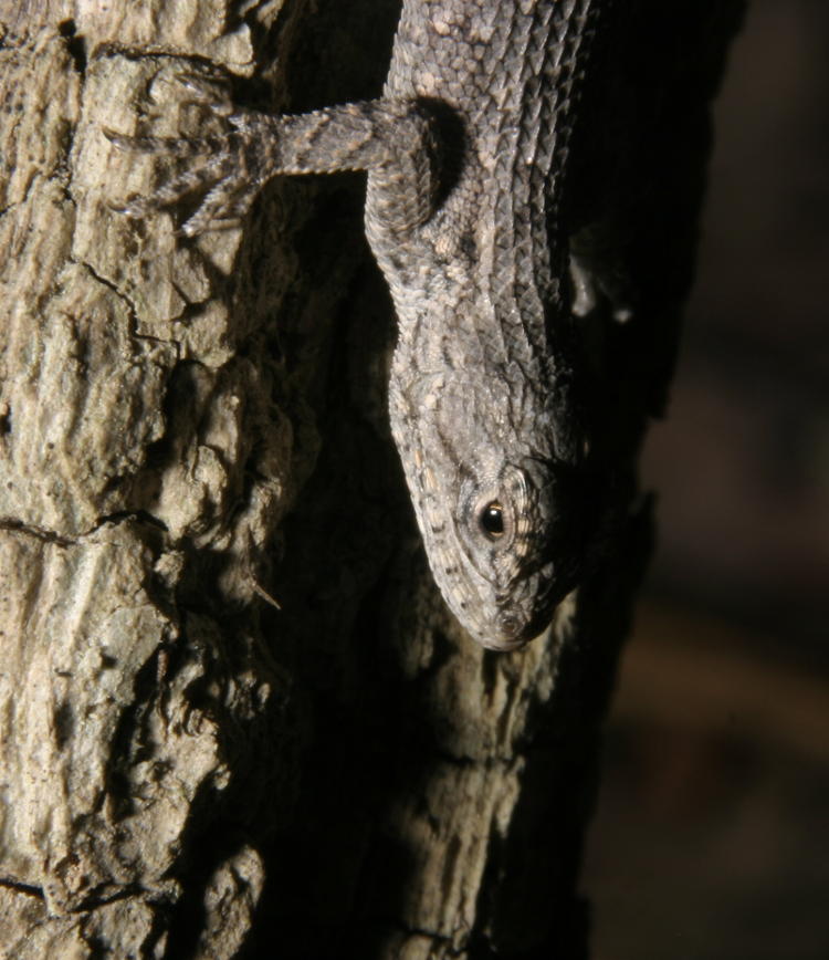 juvenile eastern fence lizard Sceloporus undulatus on tree