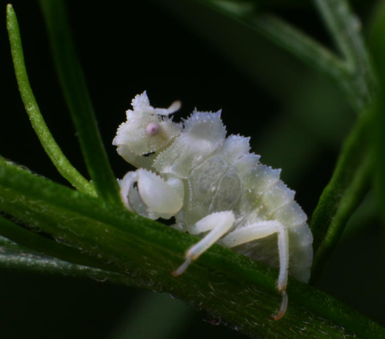 jagged ambush bug genus Phymata nymph on dog fennel Eupatorium capillifolium