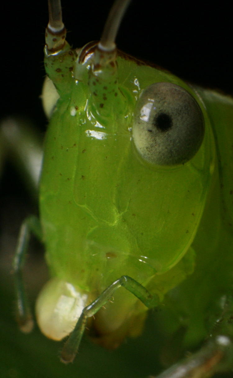 unidentified grasshopper nymph in extreme closeup.