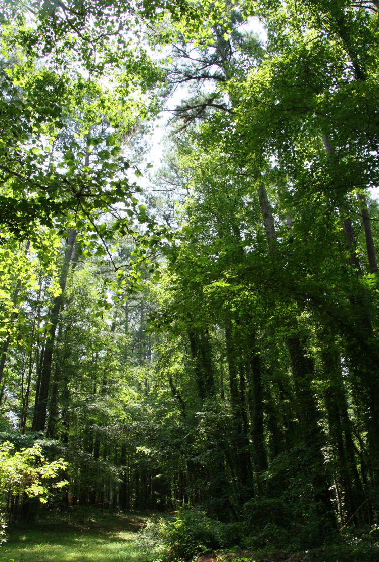 view off back of property line