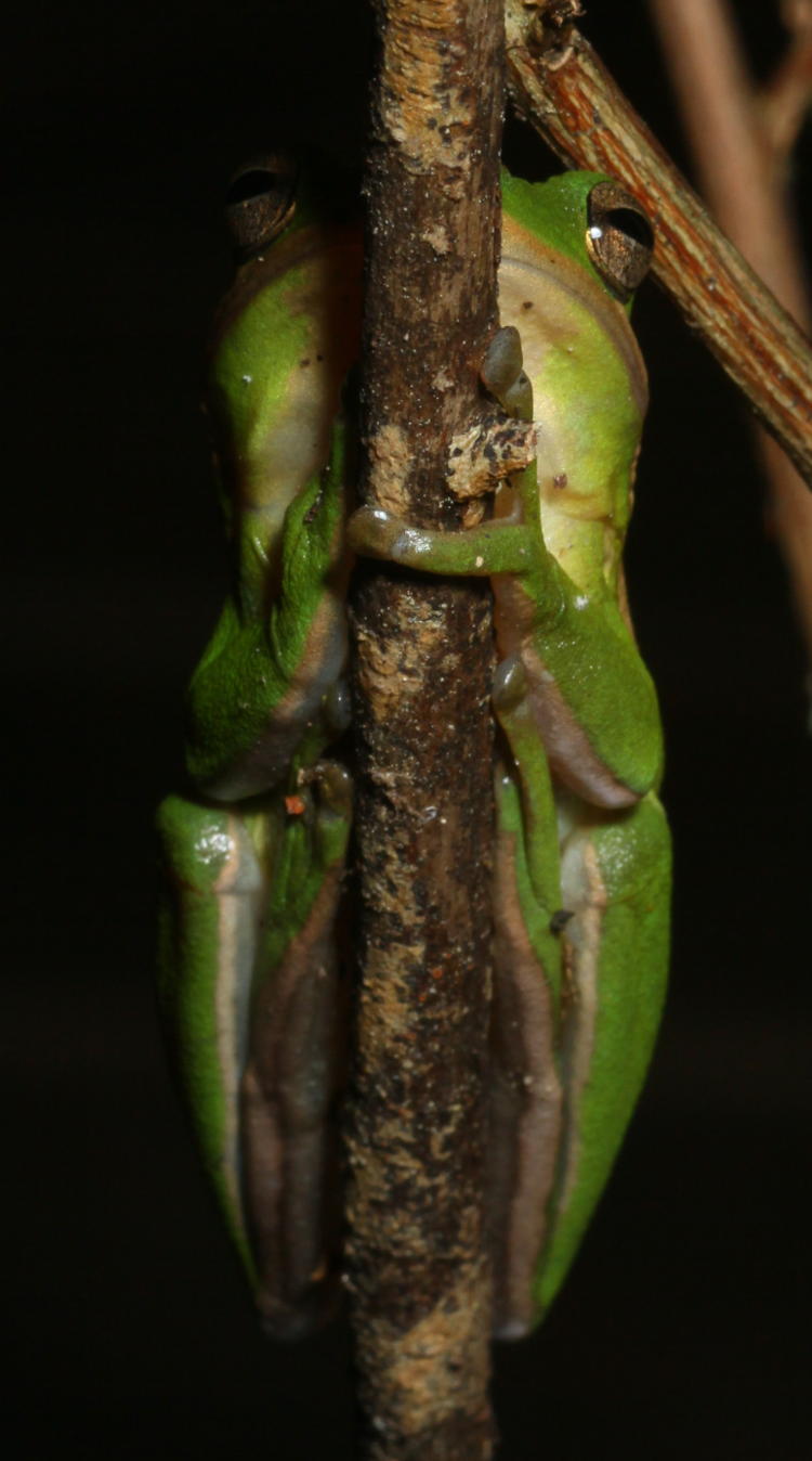 green treefrog Hyla cinerea clutching upright plant stem