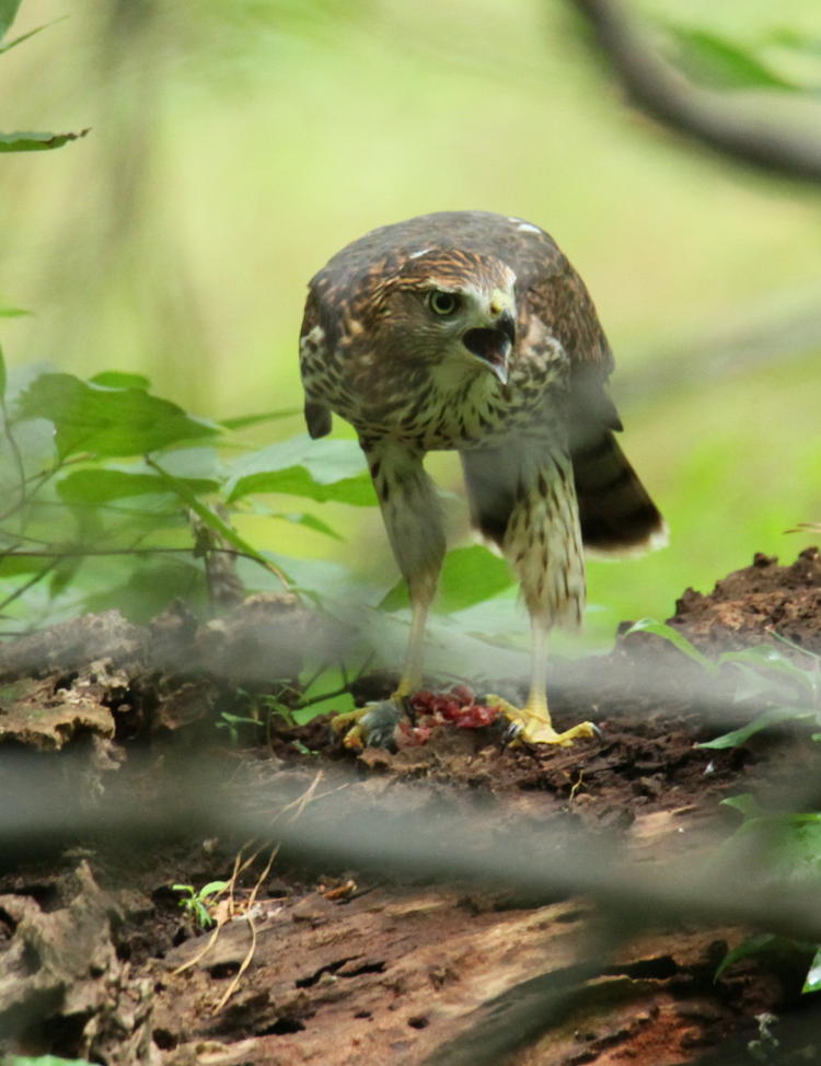 juvenile Cooper's hawk Accipiter cooperii showing prey on same stump