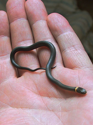 ring-necked snake Diadophis punctatus in palm for scale