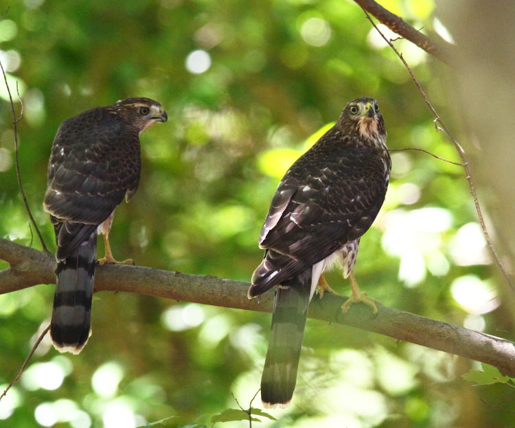 pair of juvenile Cooper's hawks Accipiter cooperii perched on tree near backyard