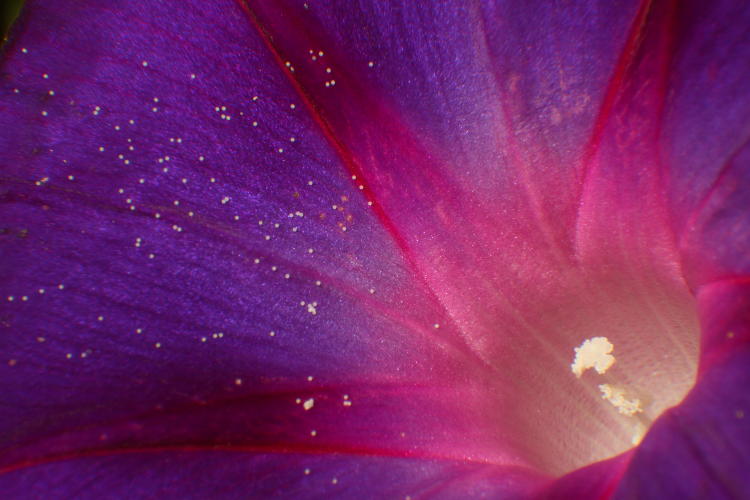 closeup of morning glory Convolvulaceae blossom