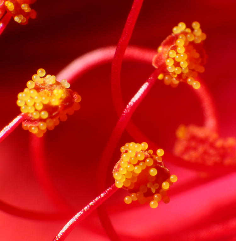 pollen of four o'clock Mirabilis jalapa flower in tight closeup