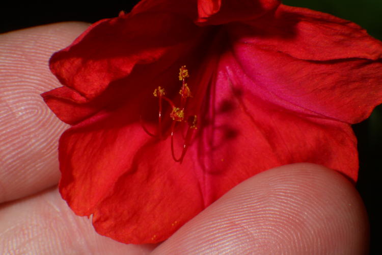 four o'clock Mirabilis jalapa flower against fingertips for scale