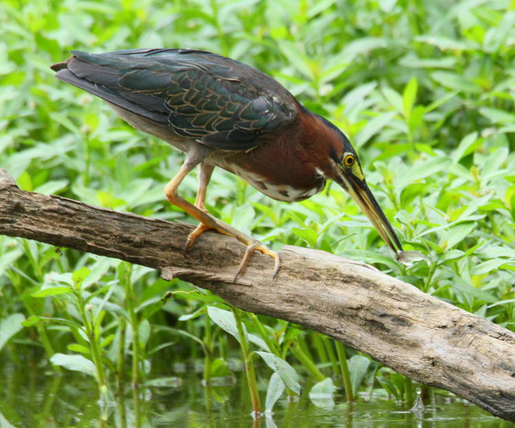 green heron Butorides virescens with successful capture