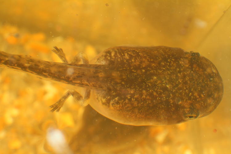 tadpole possibly green frog Lithobates clamitans showing newly-formed hing legs