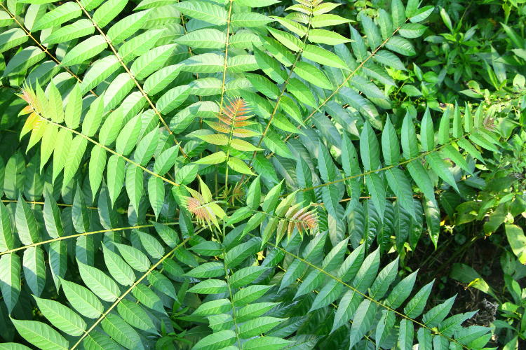 possibly smooth sumac Rhus glabra seen from directly above