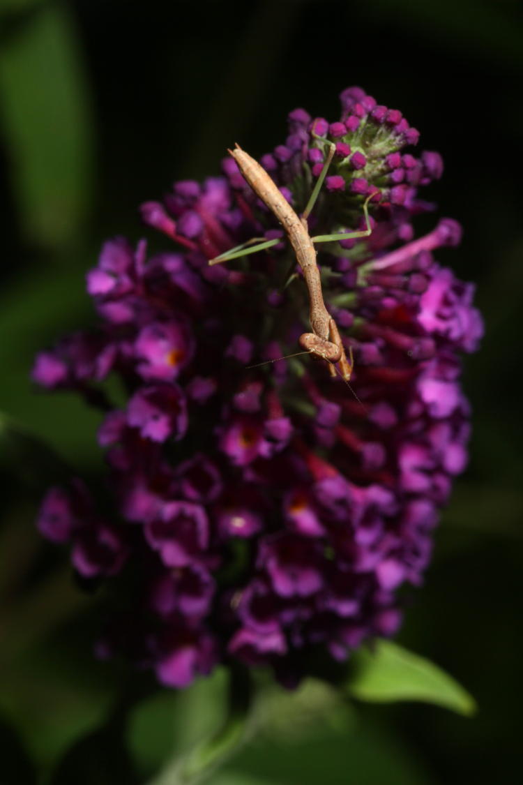 Carolina mantis Stagmomantis carolina on black night butterfly bush Buddleia davidii