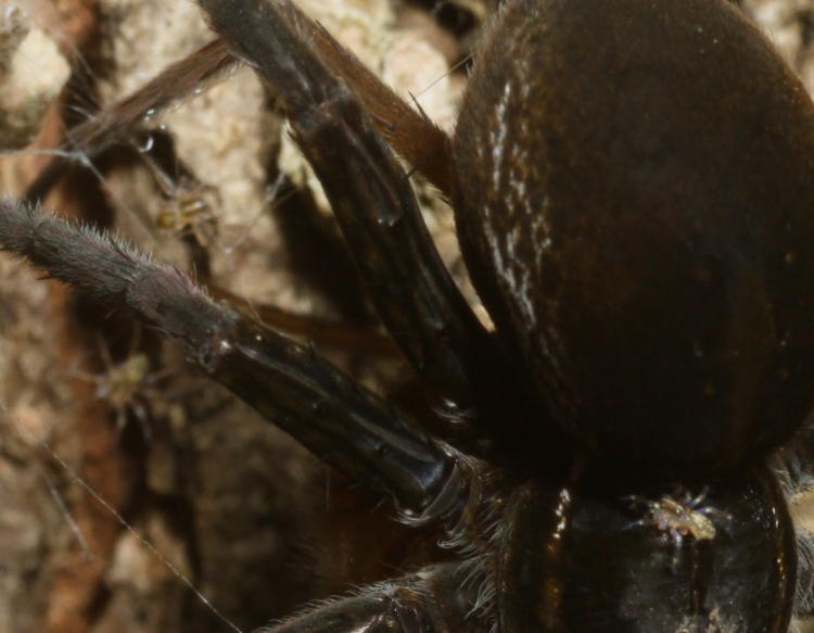 inset of first images showing newborn spiders