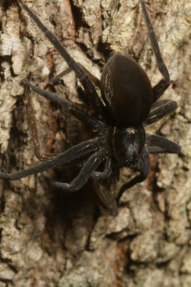 six-spotted fishing spider Dolomedes triton on tree trunk with prey