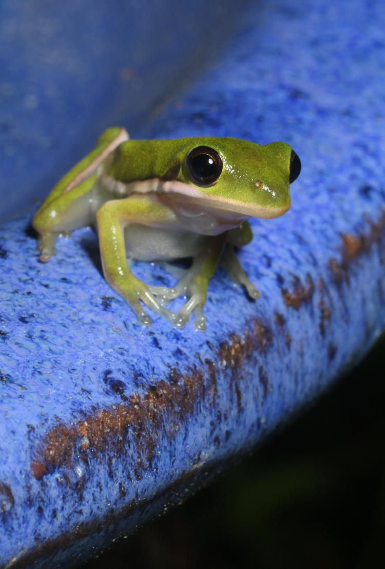 young adult green treefrog Hyla cinerea perched on edge of birdbath