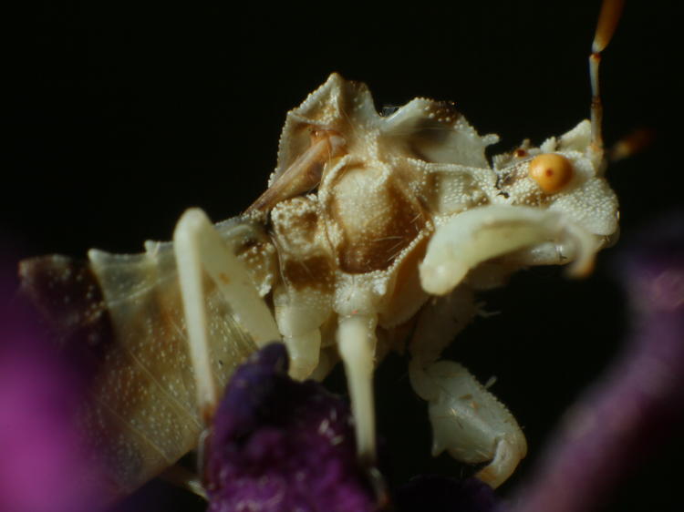 jagged ambush bug genus Phymata lifting foreleg near face