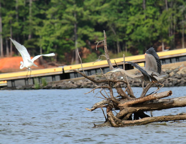 great blue heron Ardea herodias chasing off great egret Ardea alba