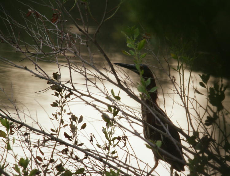 green heron Butorides virescens being shy at dusk