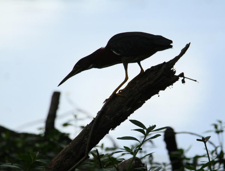 silhouette of green heron Butorides virescens in typical perch on log