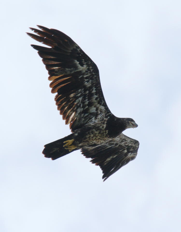 juvenile bald eagle Haliaeetus leucocephalus passing overhead