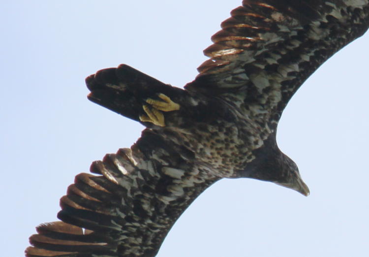 juvenile bald eagle Haliaeetus leucocephalus overhead showing talon detail