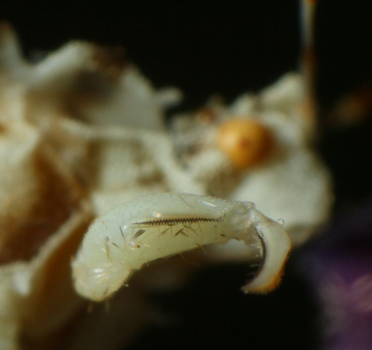 closeup detail of jagged ambush bug Phymata foreleg, with clasping surfaces and moth remains