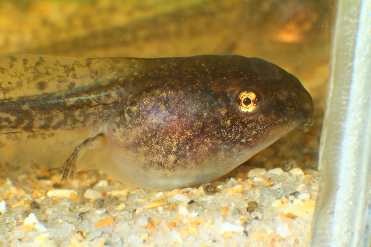 tadpole possibly green frog Lithobates clamitans with newly-formed legs