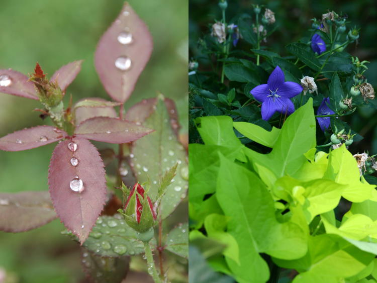 rain on rose bush and balloon flower along decorative sweet potato leaves