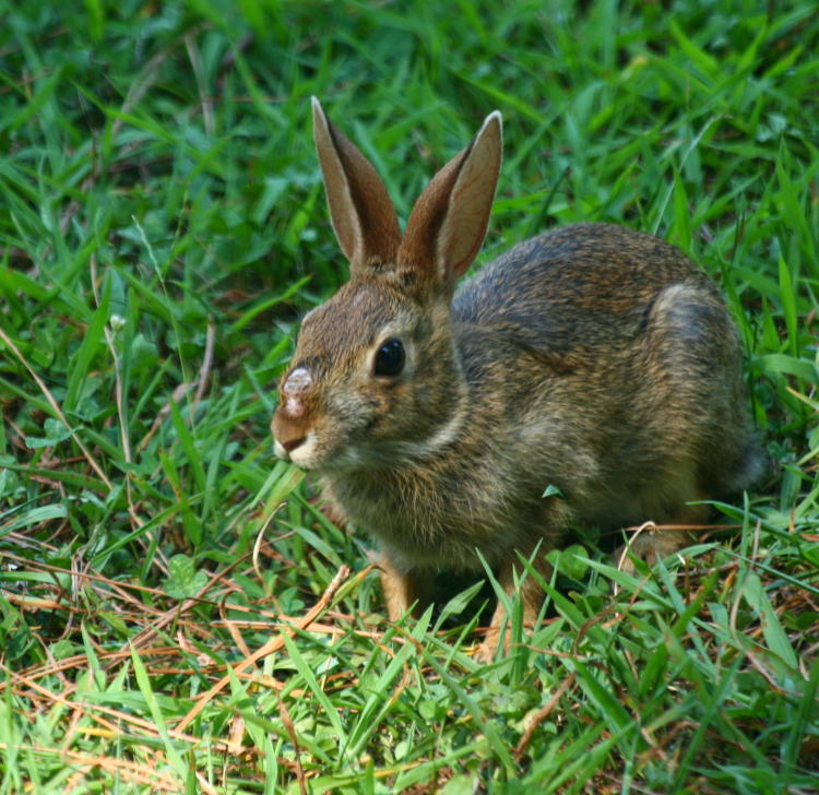 eastern cottontail Sylvilagus floridanus with growth on nose