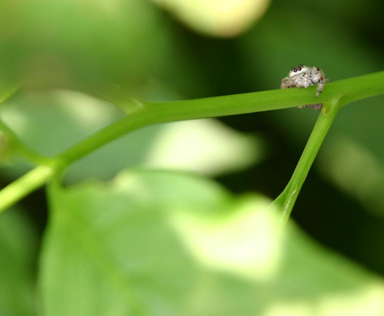 unidentified jumping spider on grape vine