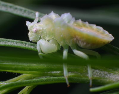 jagged ambush bug genus Phymata beginning to show color change