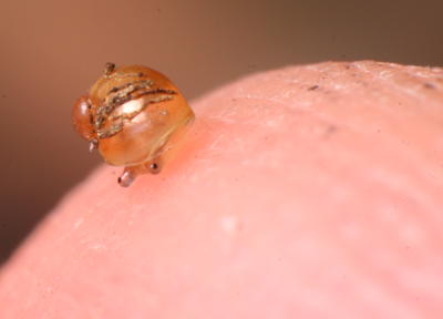 tiny unidentified snail on author's fingertip