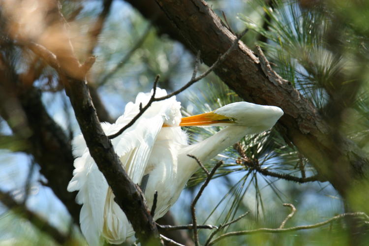 great egret Ardea alba preening in tree canopy