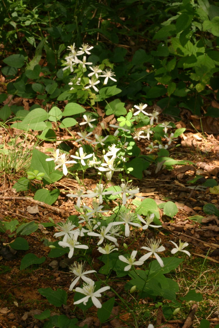 unidentified white flowers in unidentified locale