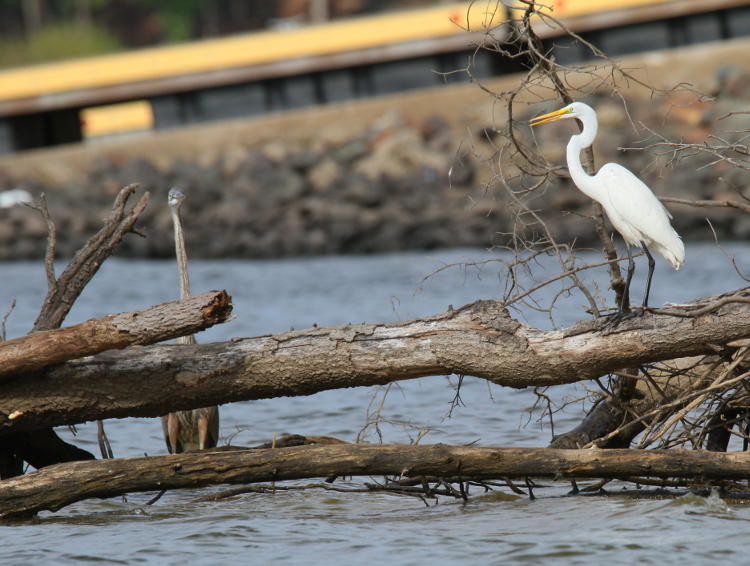 great blue heron Ardea herodias and great egret Ardea alba sharing hunting ground by snag on lake