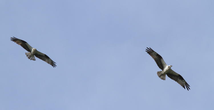 pair of osprey Pandion haliaetus wheeling overhead