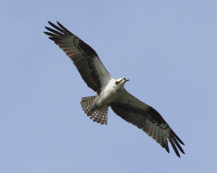 osprey Pandion haliaetus banking