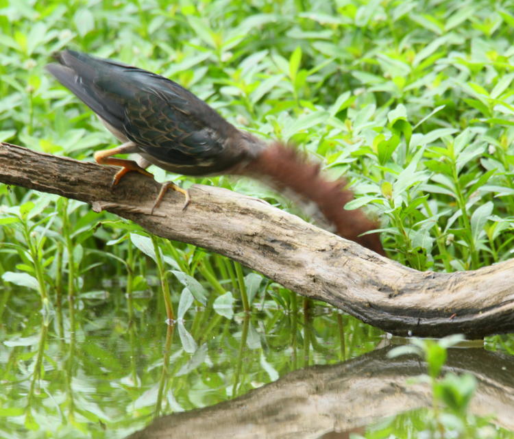 green heron Butorides virescens super-extending neck during strike