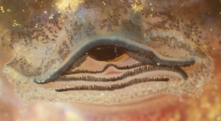 mouth detail of tadpole, possibly green frog Lithobates clamitans