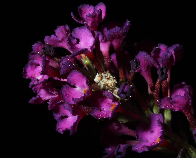 jagged ambush bug genus Phymata nestled in among blossoms of butterfly bush Buddleia davidii