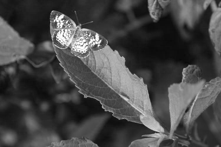 pearl crescent butterfly Phyciodes tharos in monochrome red channel only