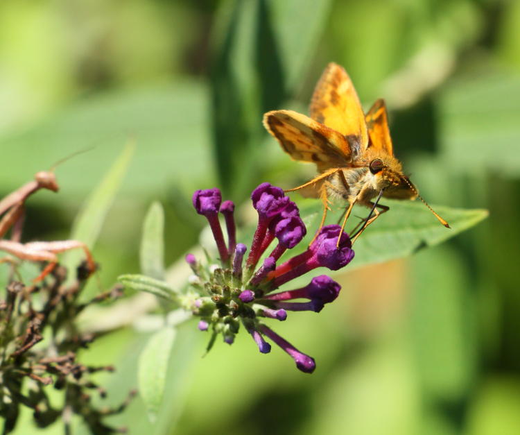 possibly fiery skipper Hylephila phyleus being stalked by Carolina mantis Stagmomantis carolina on butterfly bush Buddleia davidii