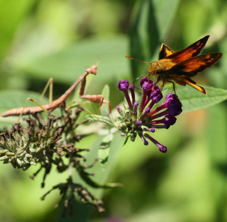 possibly fiery skipper Hylephila phyleus being stalked by Carolina mantis Stagmomantis carolina on butterfly bush Buddleia davidii