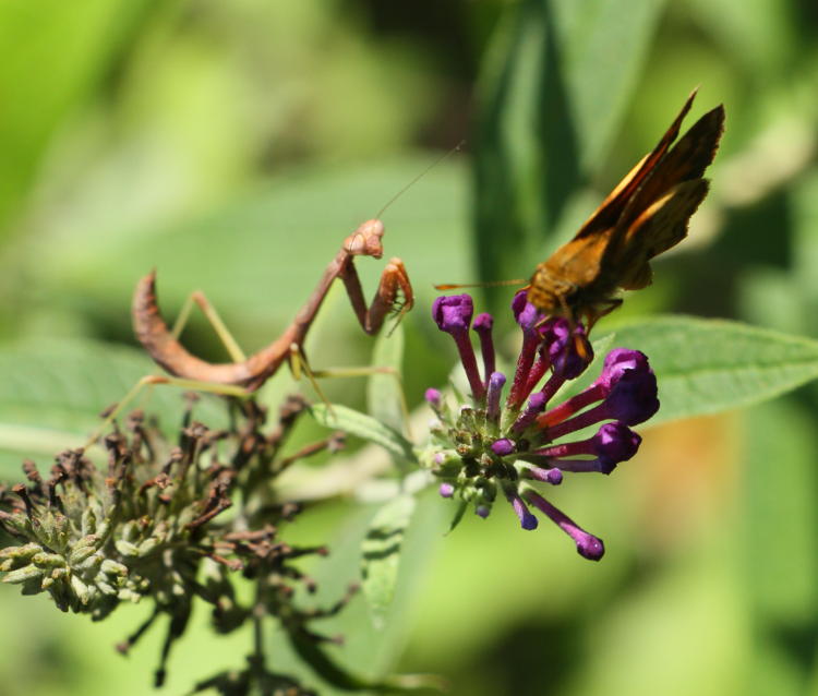 possibly fiery skipper Hylephila phyleus being stalked by Carolina mantis Stagmomantis carolina on butterfly bush Buddleia davidii