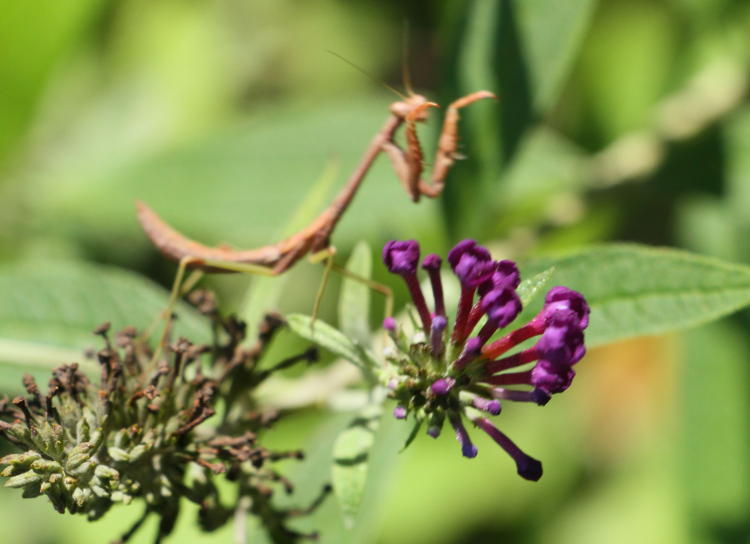 Carolina mantis Stagmomantis carolina striking at already-departed skipper